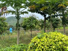 -三亚南山文化旅游区