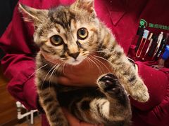 -瑞派·关忠动物医院·异宠专科·犬猫肿瘤·皮肤专科(望京店)