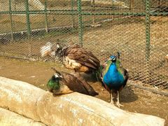 -哈尔滨北方森林动物园