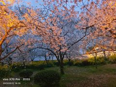 -梅花山(明孝陵内)
