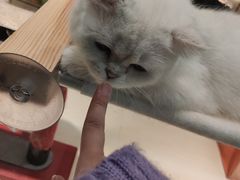 -momokira米努特·德文卷毛猫·棉花面纱犬