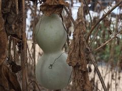 -上海多利农业发展有限公司