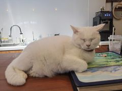 -有猫主题·治愈系猫咖(曾厝垵店)