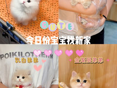 -欣宠猫屋·矮脚拿破仑·蓝金金渐层