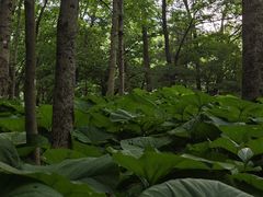 -洛阳白云山景区