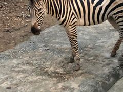 -清迈夜间动物园