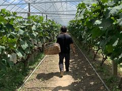 -马陆小张葡萄园农家乐