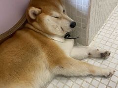 -柴务处·柴犬主题狗咖