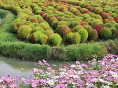 -花开海上生态园