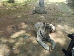 -紫马岭公园