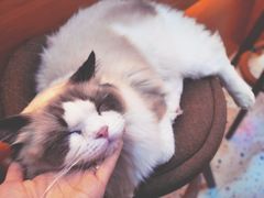 -滚猫咖啡·猫咖·猫友好撸猫(未来城店)