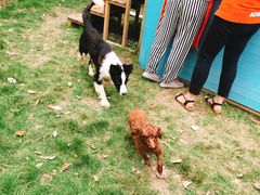 -翊宠yipet猫狗购宠庄园犬舍•猫舍