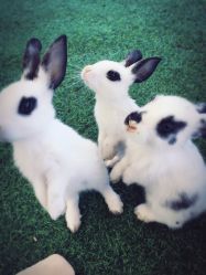 -萌宠亲子动物乐园(槐房万达店)