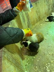 点击看大图 -宝燕乐园(闵行旗舰店)