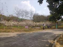 -天适樱花悠乐园