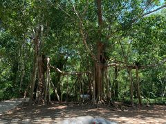 -中国科学院西双版纳热带植物园
