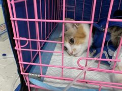-小伙伴宠物医院•急重症转诊中心·老年专科·犬猫全科(北大街总院)