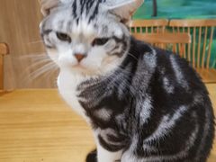 -藦茜花园宠物主题亲子互动体验馆(国顺东路店)