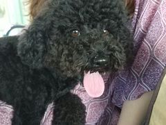 -菲丽丝宠物医院·24小时·猫科中心·免疫点(淮海分院)