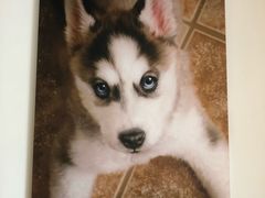 -Husky Go! 哈士奇体验馆·宠物咖啡厅狗咖