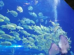 -华夏文旅海洋公园