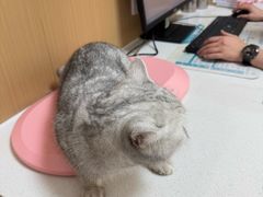 -瑞派康怡24h宠物医院·犬猫医疗中心·微创绝育(瑞景分院)