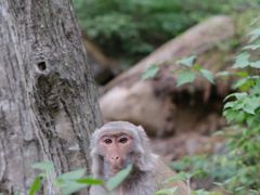 -内乡宝天曼生态旅游区