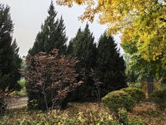 -莲花池公园