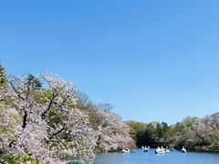 -井之头恩赐公园