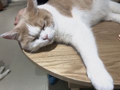 -藏猫猫咖啡主题馆(中央大道店)