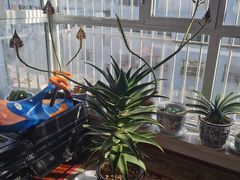 -复旦大学附属华山医院(总院)