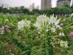 -映月湖公园