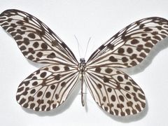 -上海昆虫博物馆