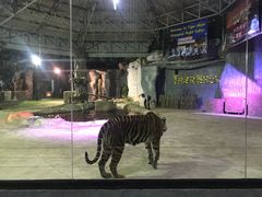 -清迈夜间动物园