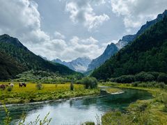 -稻城亚丁景区-冲古草甸