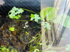 -红糖水都·女生特炖·中式滋补炖(北辰店)