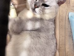 -伟伟宠物医院·CT影像中心·瑞派犬猫综合性门诊(汉口总院)