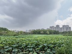 -昆山城市生态森林公园