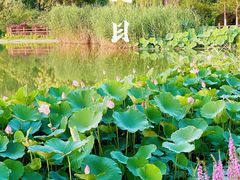-燕郊植物园