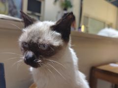 -猫小院猫主题餐厅(南锣旗舰店)