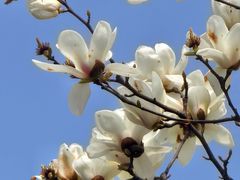 -外高桥保税区南(地铁站)