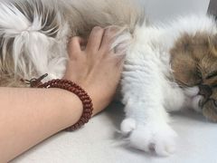 -More Fun猫咖 二十只万元加菲主题