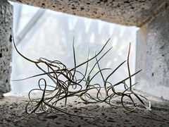-上海辰山植物园