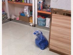 -瑞鹏宠物医院·微创内窥镜·骨外科·牙科(翠竹分院)