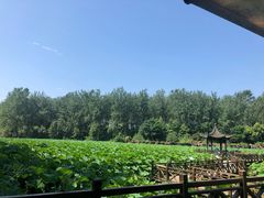 -合肥滨湖国家森林公园