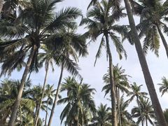 -东郊椰林