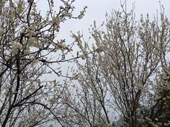 -樱桃山旅游景区