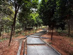 -火炉山森林公园