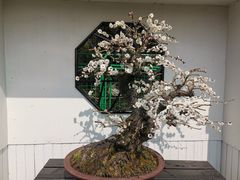 -香雪海