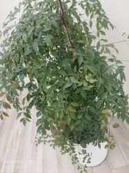 -HEYAN荷妍专业脱毛连锁机构
